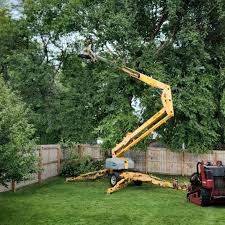 Best Tree Removal  in Ralls, TX