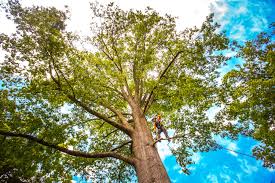 Best Tree Disease Treatment  in Ralls, TX