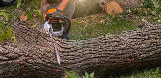 Best Lot and Land Clearing  in Ralls, TX