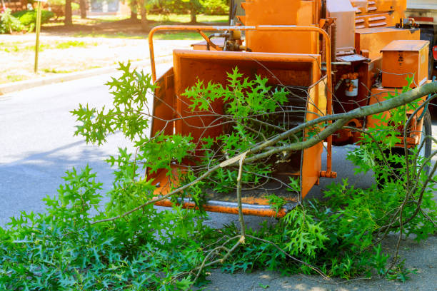Best Lawn Pest Prevention  in Ralls, TX