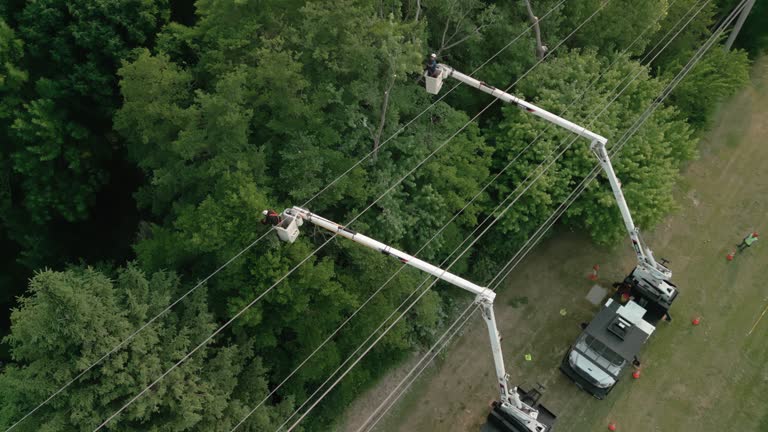 How Our Tree Care Process Works  in  Ralls, TX