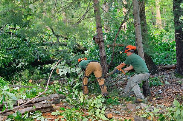 Trusted Ralls, TX Tree Services Experts