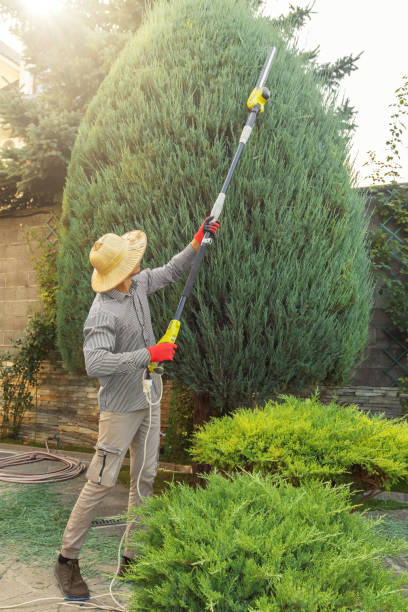 Best Tree and Shrub Care  in Ralls, TX