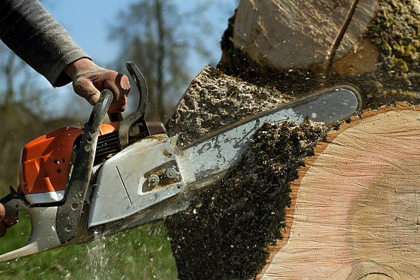 How Our Tree Care Process Works  in  Ralls, TX