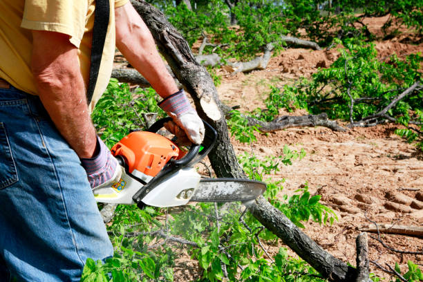 Professional Tree Services in Ralls, TX